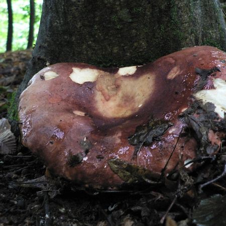 Russula viscida